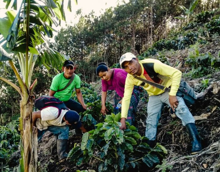 Producteurs de café travaillant dans les plantations de Huehuetenango, Guatemala, en récolte manuelle pour le projet Qawale.