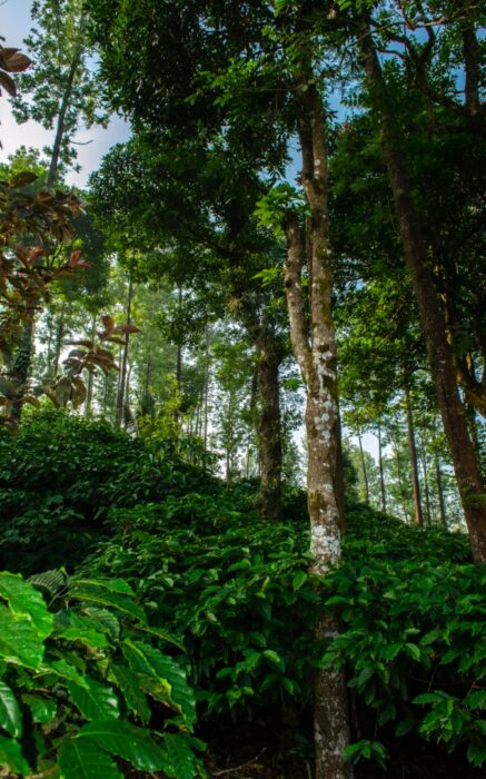 Plantation de café dans la région de Karnataka, Inde.