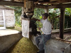 Dépulpeuse à café pour le traitement du Cuba Serrano Superior