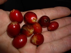 Cerises de café rouge dans la main, prêtes pour la récolte à Cuba.