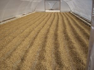 Grains de café en cours de séchage dans une serre à Cuba, disposés en longues rangées sur le sol pour une répartition uniforme.