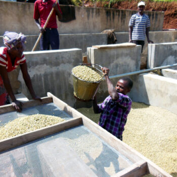 Manutention de grains de café