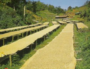 Lits de séchage avec des grains de café séchant sous le soleil dans la région du Mont Kenya.