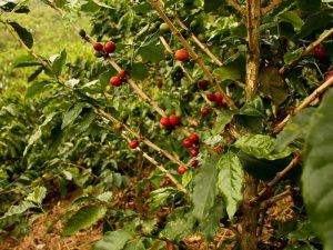 Branche de caféier avec des cerises de café rouges et vertes prêtes à être récoltées.