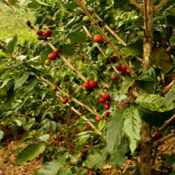 Cerises de café Kenya - Kiambu - Maasaï