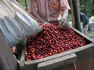 Récolte manuelle de cerises de café rouge au Kenya.