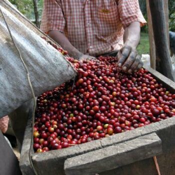 Pesage des cerises de café Kenya - Kiambu - Maasaï
