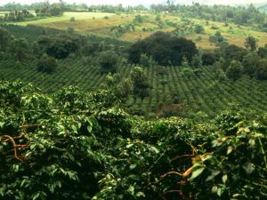 Plantation de café sur les collines fertiles de la région du Mont Kenya.