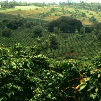 Champs de cultivation du café Kenya - Kiambu - Maasaï
