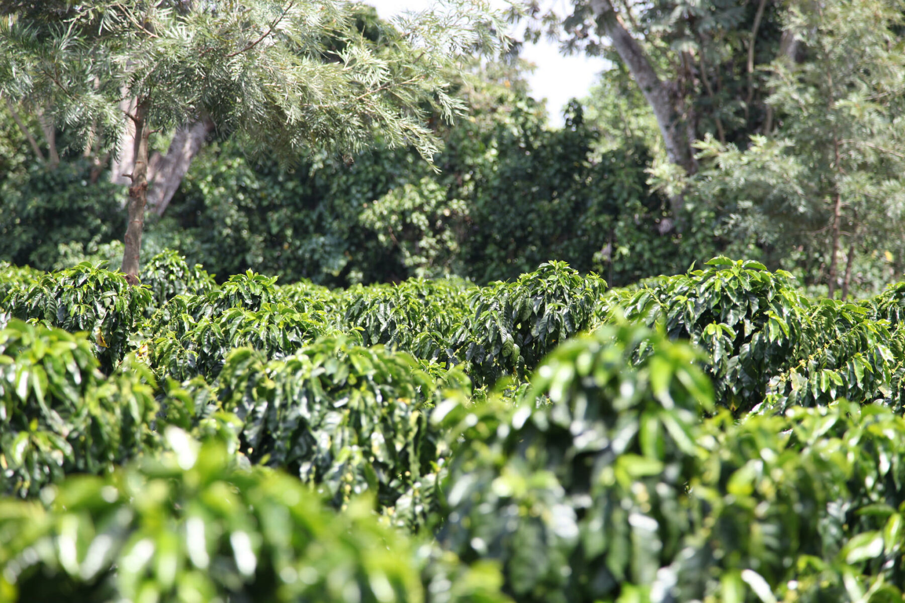 Plantation de café variété Arabica