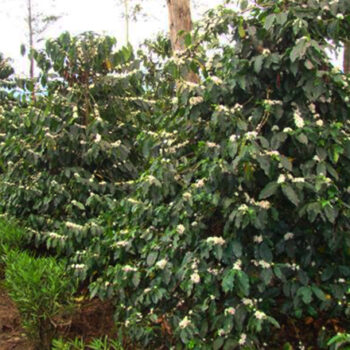 Plantation produisant la café Raggiana