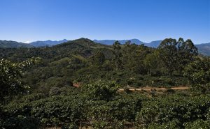 Vue des plantations de café dans les montagnes de San José de Ocoa, République Dominicaine.