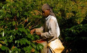 "Picker" récoltant des cerises de café à la main dans la ferme Rancho Arriba, République Dominicaine.