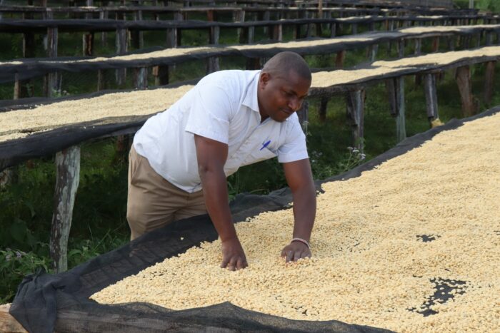 Producteur kényan travaillant sur des lits de séchage avec des grains de café après le lavage kényan.