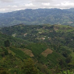 Vue panoramique des montagnes de Cauca, avec des collines cultivées de caféiers et des petites habitations dispersées au milieu de la végétation. Les montagnes se dessinent à l'horizon sous un ciel légèrement nuageux.