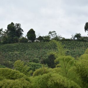 Plantation de café dans la région de Cauca, en Colombie, avec des rangées de caféiers alignées sur une colline verdoyante, entourée d'arbres et d'une végétation luxuriante sous un ciel nuageux.