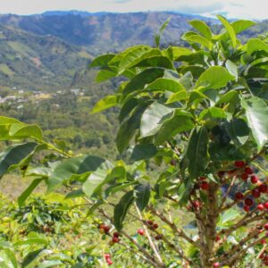 Plan rapproché d'un caféier avec des cerises de café rouges mûres, prêtent à être récoltées, en arrière-plan un paysage montagneux verdoyant de la région de Cauca, sous un ciel ensoleillé.