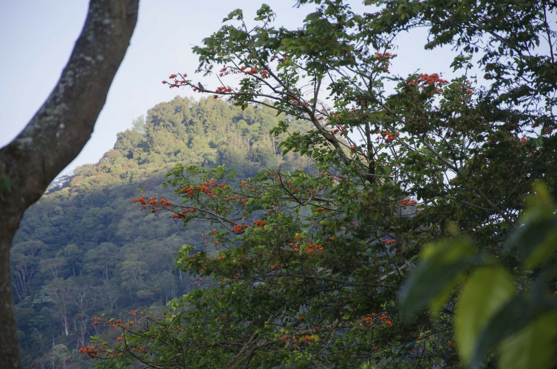 Nicaragua - Dipilto - El Suyatal – Image 7