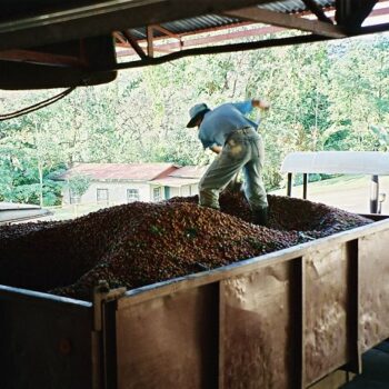 Traitement du bac dans lequel on transporte les cerises de café de la zone de production à la zone de transformation