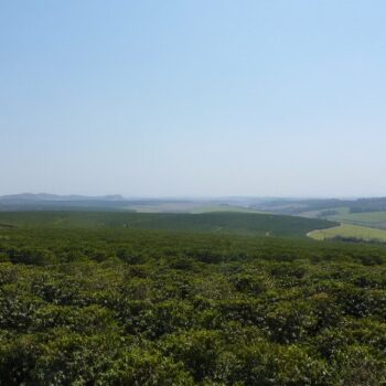 Paysage typique du Cerrado Mineiro