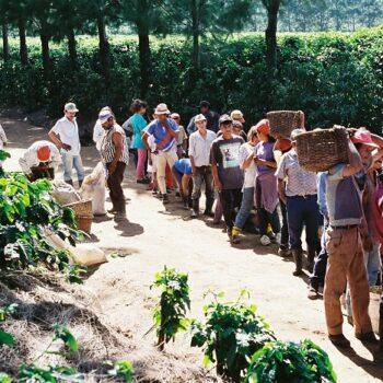 Ligne de cueilleurs de café