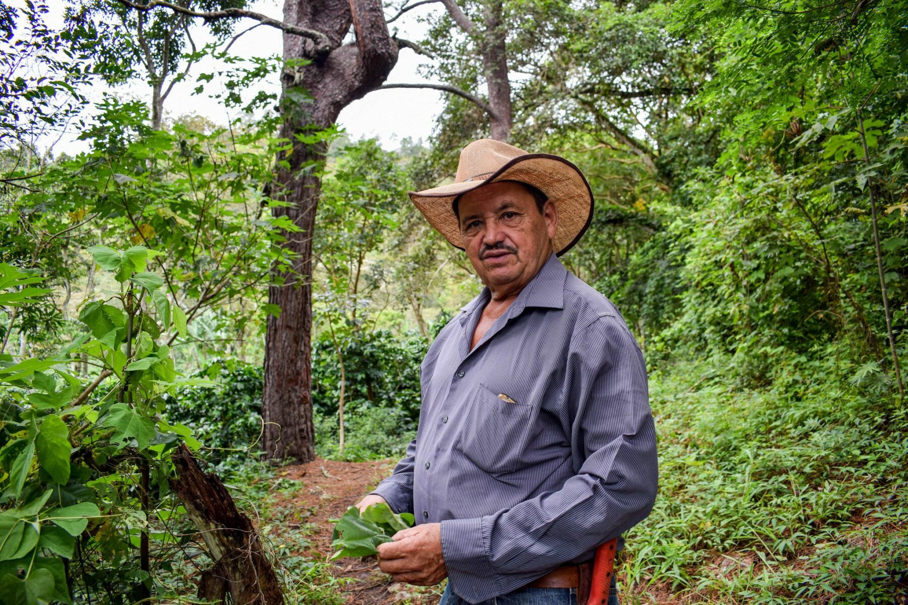 Producteur du café Ceiba dans ses champs
