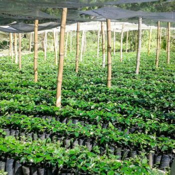 Serre de plantation du café Ceiba