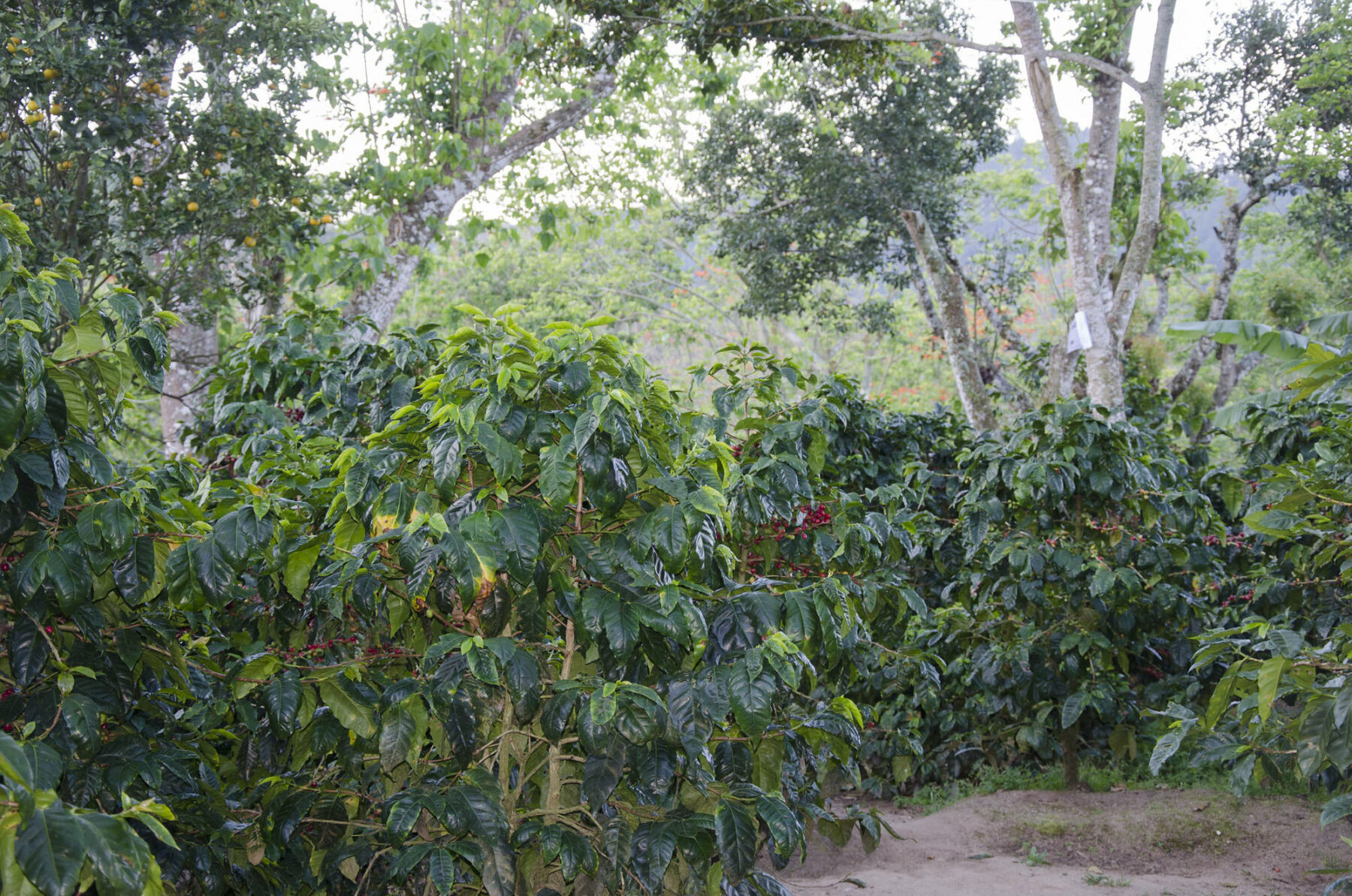 Plantations de café Maragogype