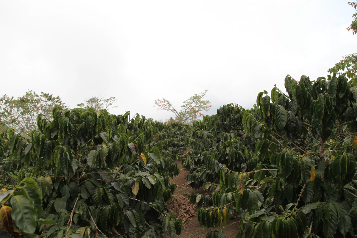 Plantation de caféiers verts et luxuriants au Costa Rica, avec des rangées bien entretenues s'étendant jusqu'à l'horizon. Le ciel est légèrement voilé, mettant en valeur le terroir fertile et les conditions idéales pour la culture du café.