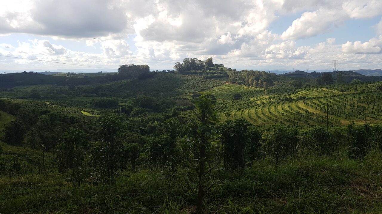 Vue panoramique de la ferme Paraizinho dans la région vallonnée de Mogiana, au Brésil, montrant des plantations de café à perte de vue.