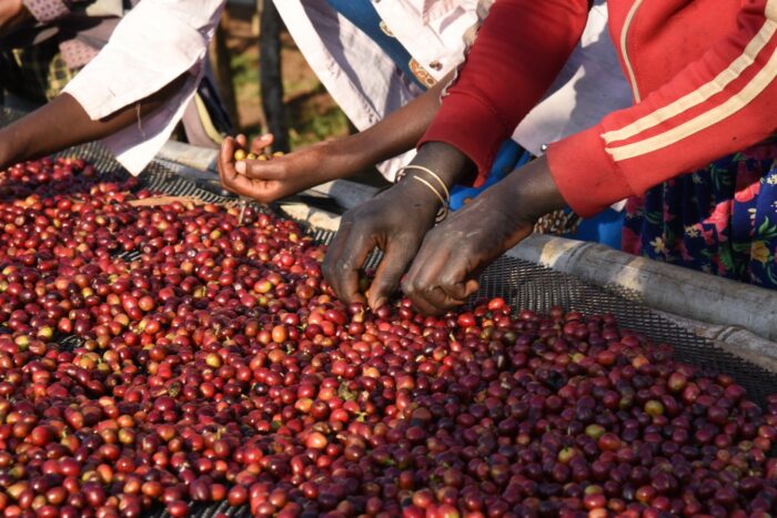 Gros plan sur des mains triant des cerises de café rouges fraîchement récoltées sur une table de séchage. Les mains appartiennent à des travailleurs portant des vêtements aux couleurs vives, triant activement les cerises non-mûres pour les prochaines étapes de traitement.