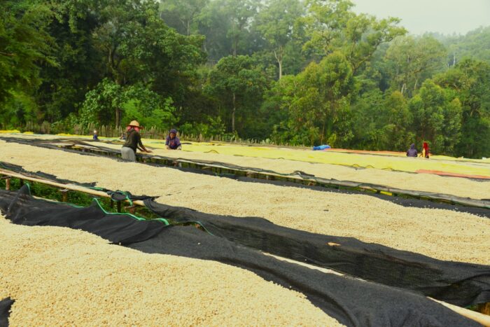 Des travailleurs étalent des grains de café clairs sur de grands lits surélevés pour les faire sécher, entourés par une forêt tropicale luxuriante. La scène est paisible, avec des personnes portant des chapeaux et des vêtements colorés, concentrées sur le traitement des grains.