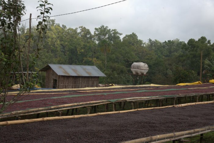 Des rangées de cerises de café sèchent sur des lits en filet surélevés près d'une petite structure en bois avec un toit en métal et un grand réservoir d'eau blanc. En arrière-plan, on aperçoit une dense forêt verte sous un ciel nuageux.