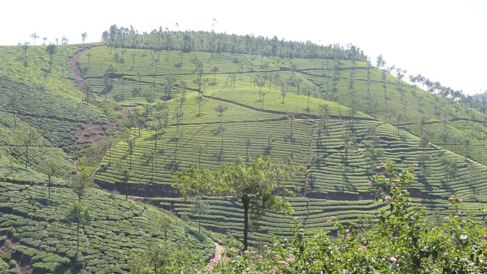 Vue panoramique sur les collines de Baba Budangiri, couvertes de plantations de café sous ombrage.