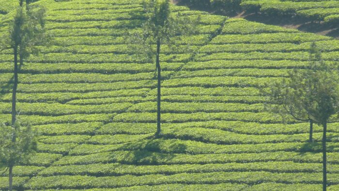 Champs de café en terrasse avec arbres isolés dans la région de Baba Budangiri, Inde.