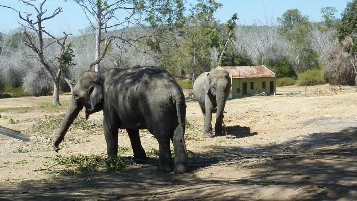 Deux éléphants se reposant dans un environnement naturel près des plantations de café en Inde.