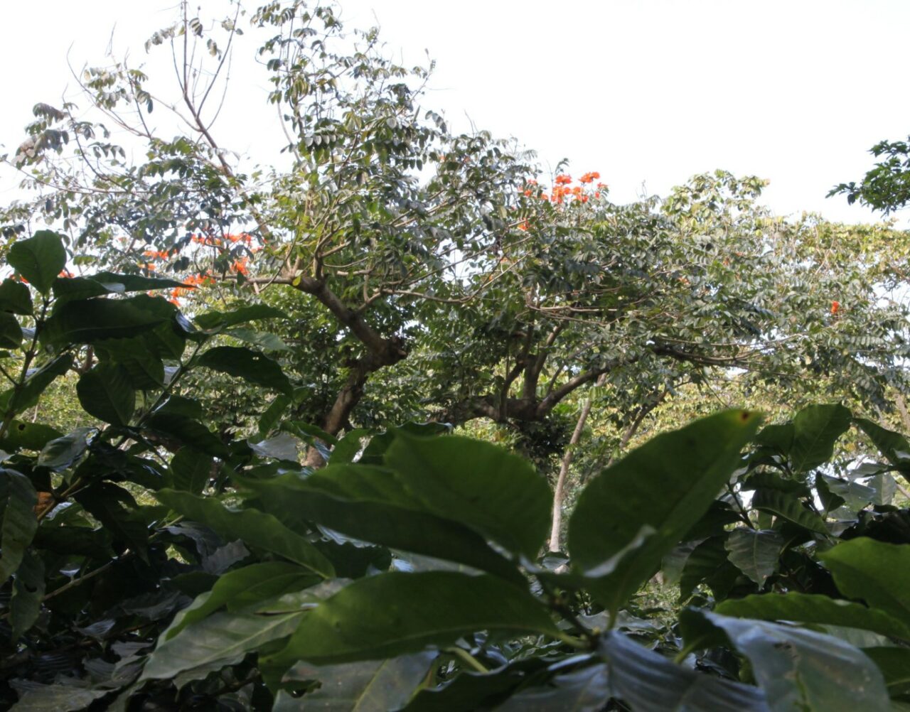 Caféiers cultivés sous un couvert d’arbres dans la région d’Apaneca Ilamatepec, avec une végétation luxuriante en arrière-plan.