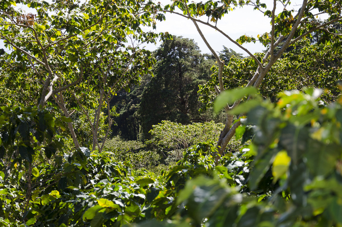 Plantation de café au cœur de la nature verdoyante, mettant en valeur des caféiers luxuriants et un environnement tropical.