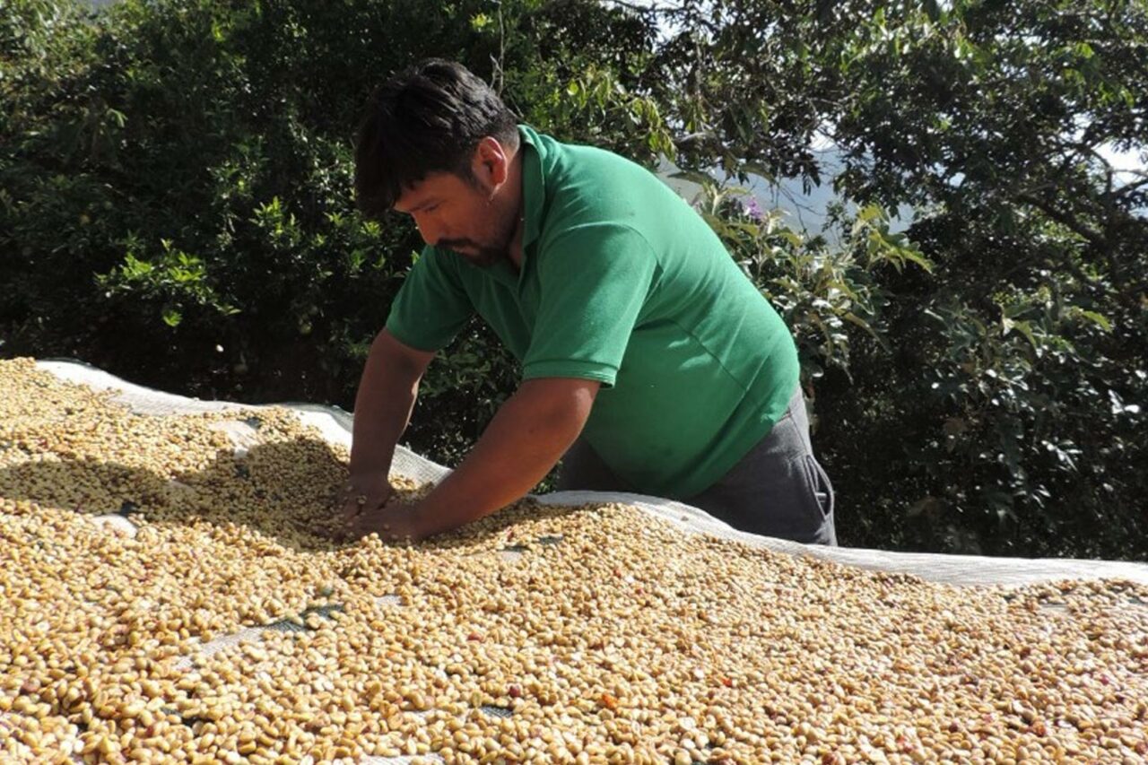 Un travailleur triant attentivement les grains de café sur une toile, dans un environnement naturel verdoyant, illustrant l'engagement pour la qualité et la durabilité dans la production du café Aymara.