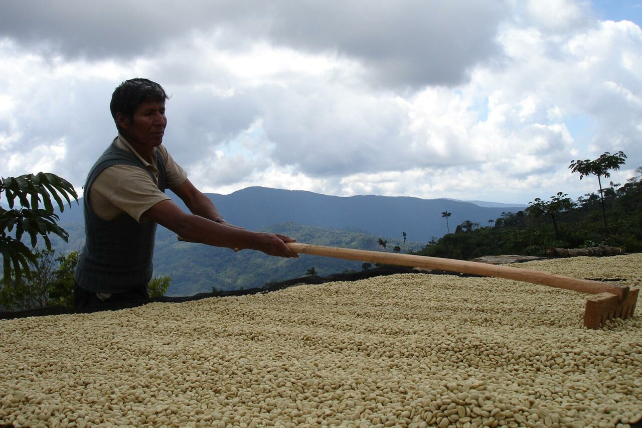 Un agriculteur étalant soigneusement les grains de café en cours de séchage, dans un paysage montagneux pittoresque, représentant le processus artisanal et durable de production du café Aymara.