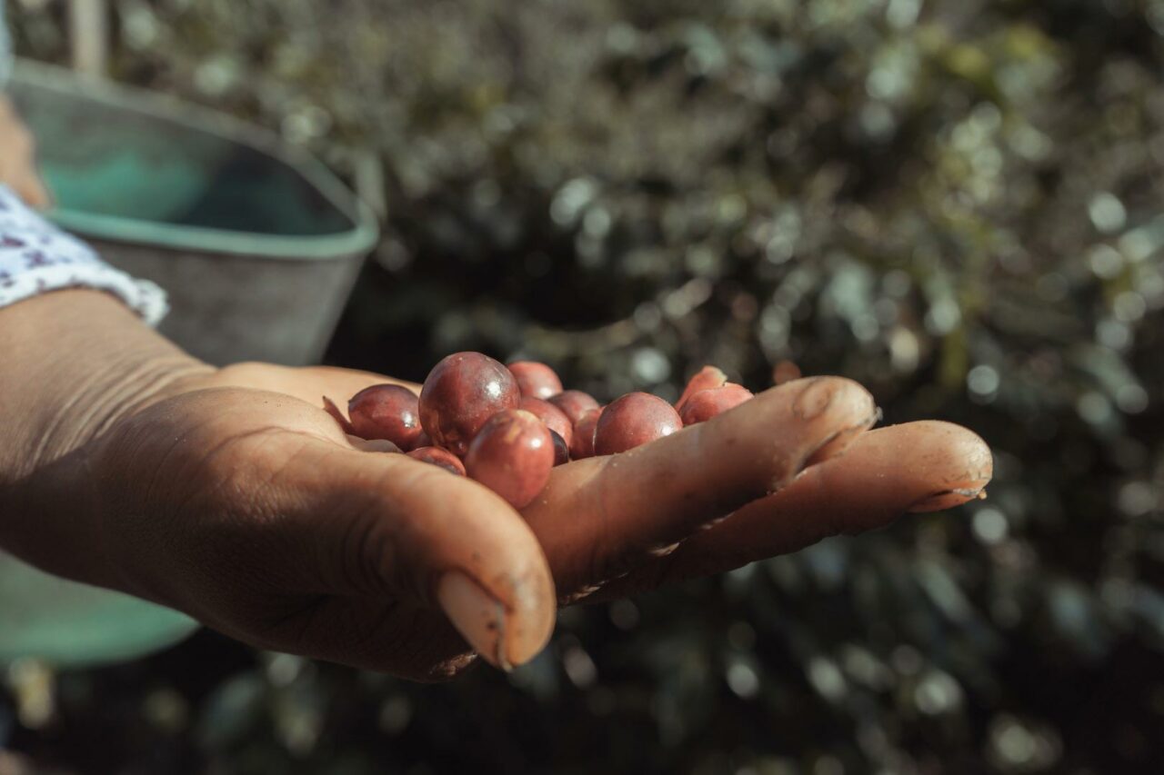 Une main tenant des cerises de café fraîchement cueillies, symbolisant la qualité et la fraîcheur du café Aymara.